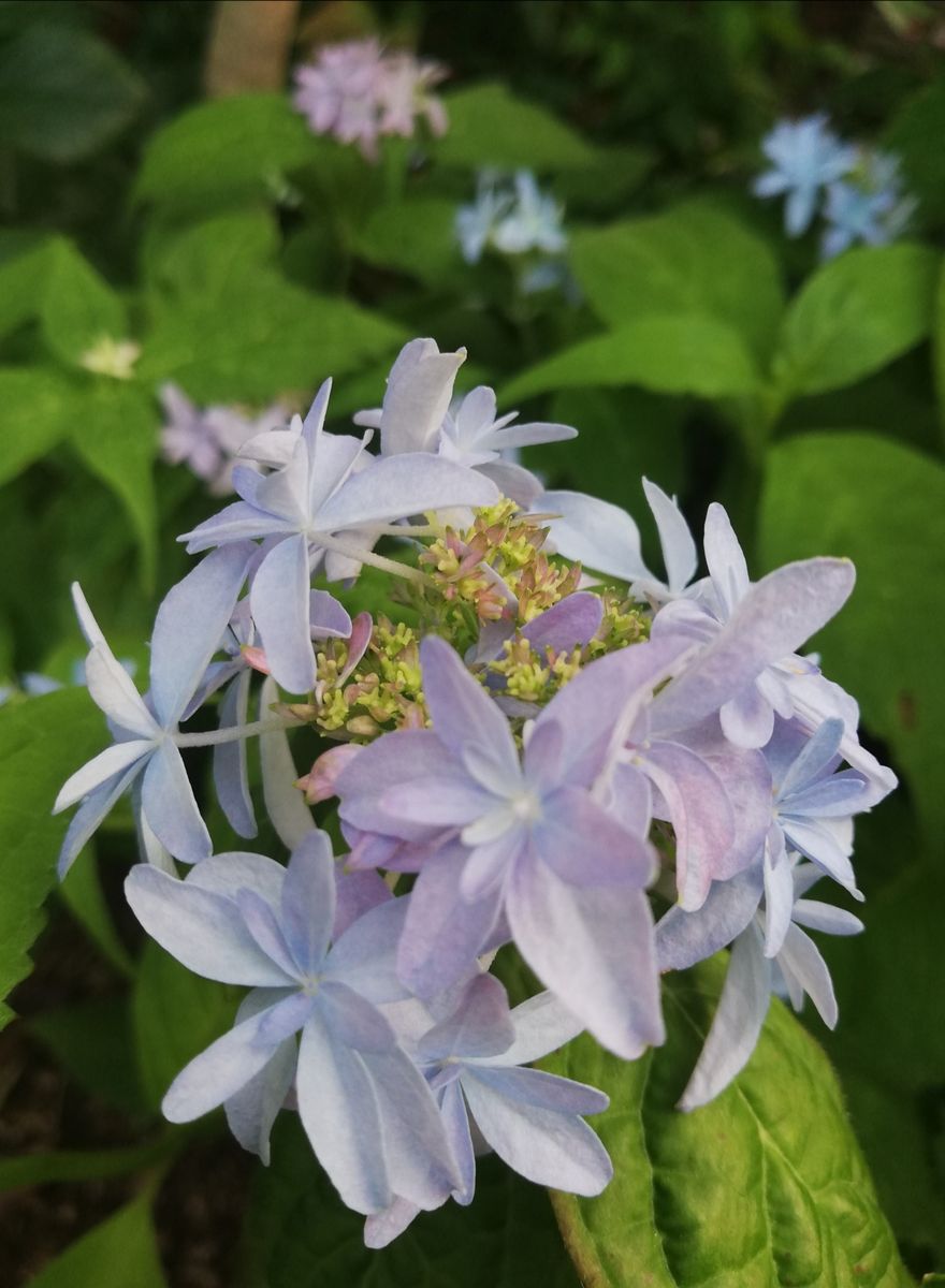 ヤマアジサイ   真花（中心）が開花しました♪  装飾花は、薄ブルーだったりピンクだっ