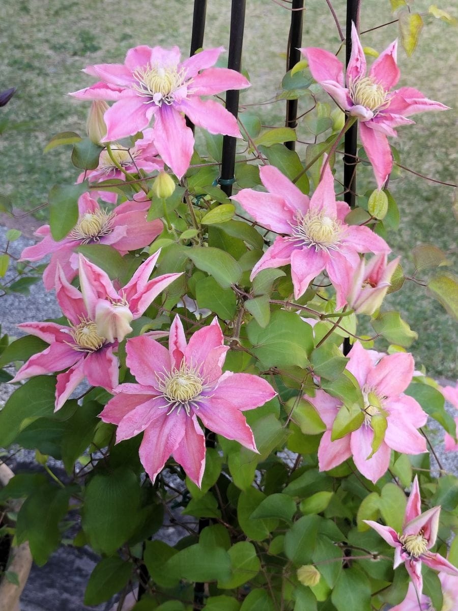 クレマチス リトルマーメイド💕  家側の鉢♬ 今までで１番綺麗に咲いてるかも〜😆✨