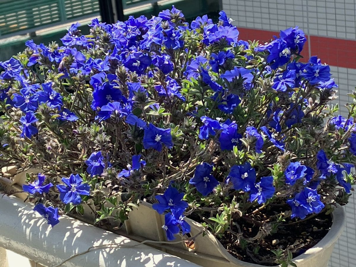 冬越しのアメリカンブルー ブルーラグーン咲いてきました