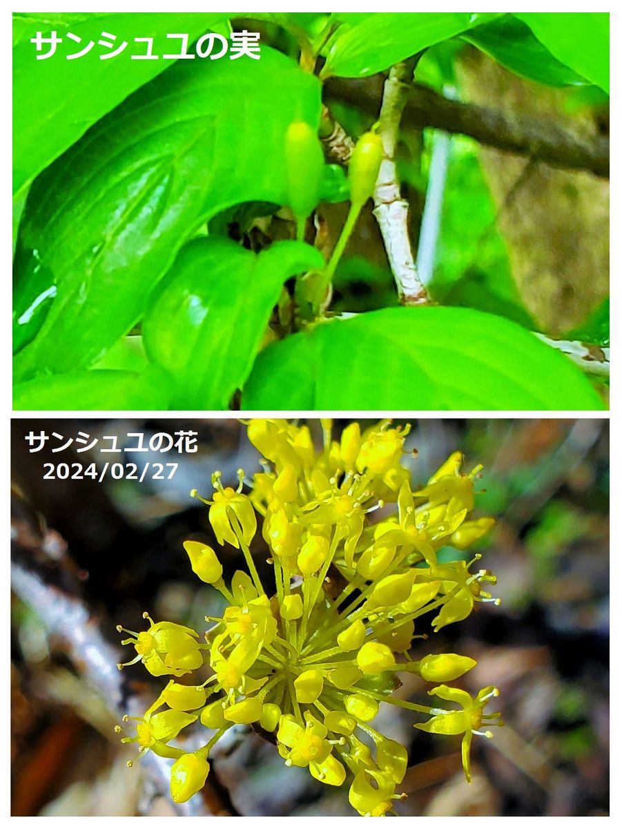 ミズキ科落葉小高木『サンシュユ』 2月末に咲いた花が、こちらも実になり始めました