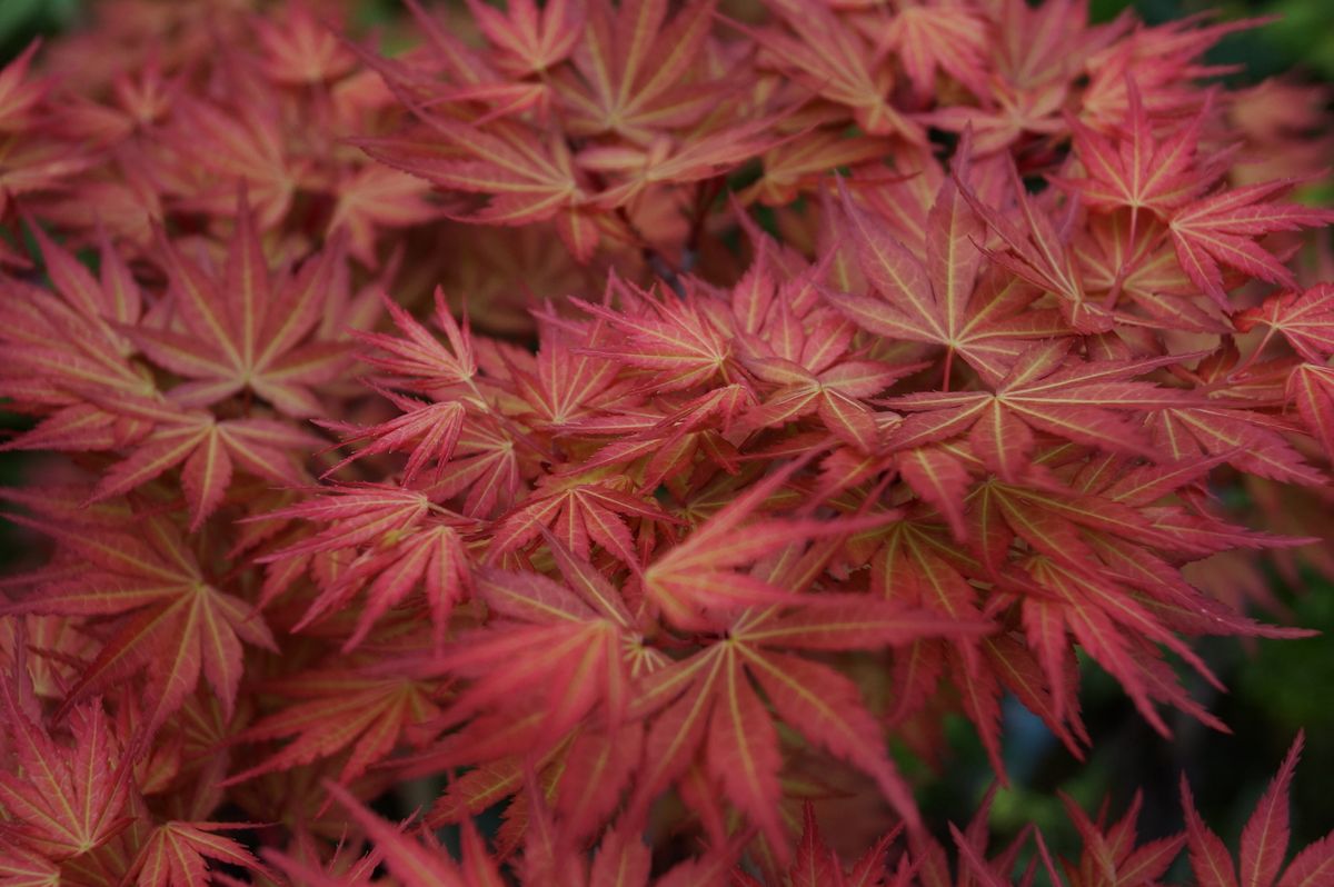 カエデ（モミジ）の写真 by FLOWERMAN 今年の瑞穂紅と紅千鳥の発色は過去最高の様な気