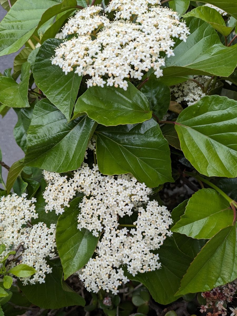 この花の名前がよく分かりません グーグル先生に聞いても二種類出て来ます ？？？ い