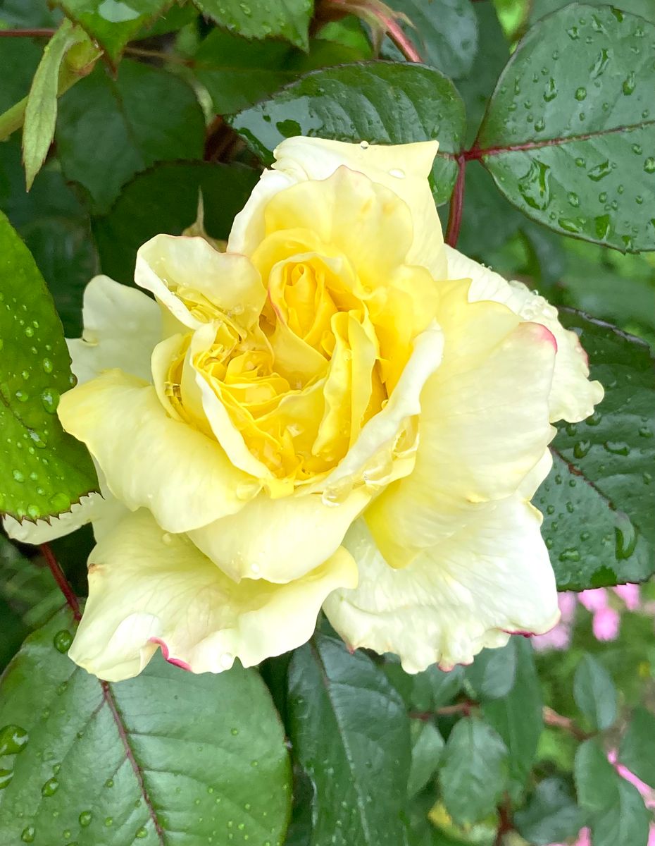 バラ(黄)。 雨の中、ついに開花しました🤗💕