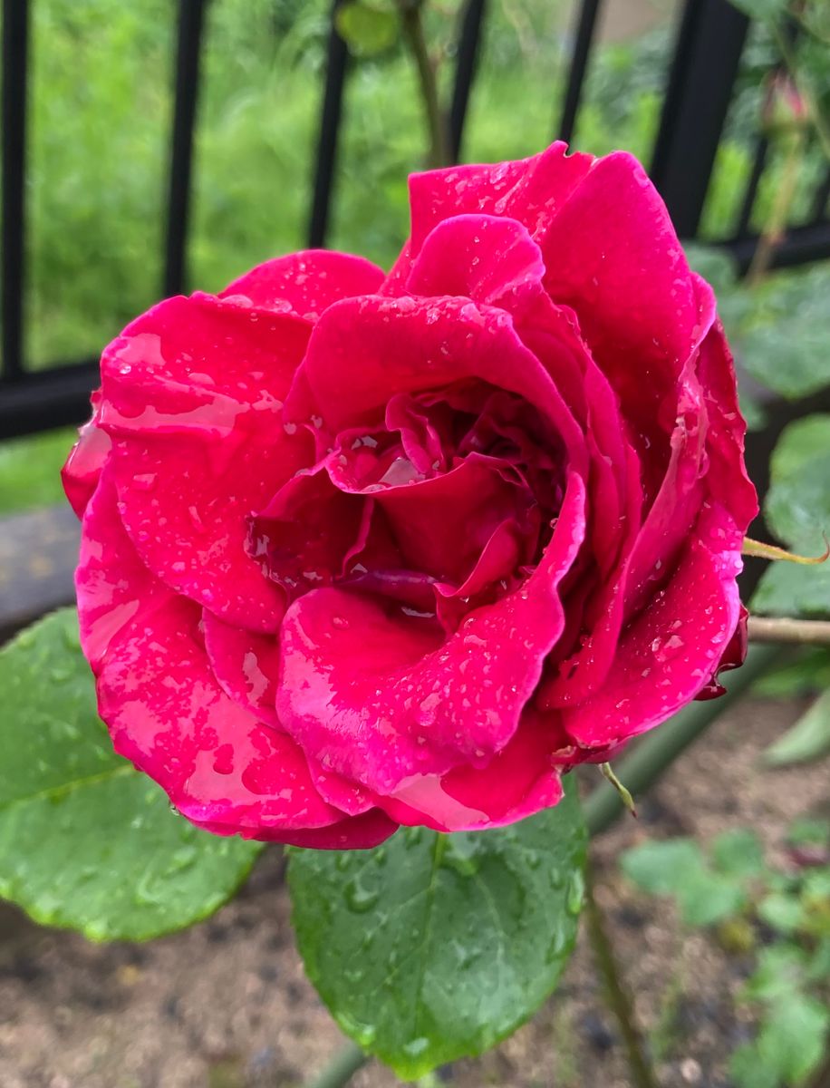 バラ(濃いピンク)。 雨に濡れながらも、開花が進んでいます🥰🎵