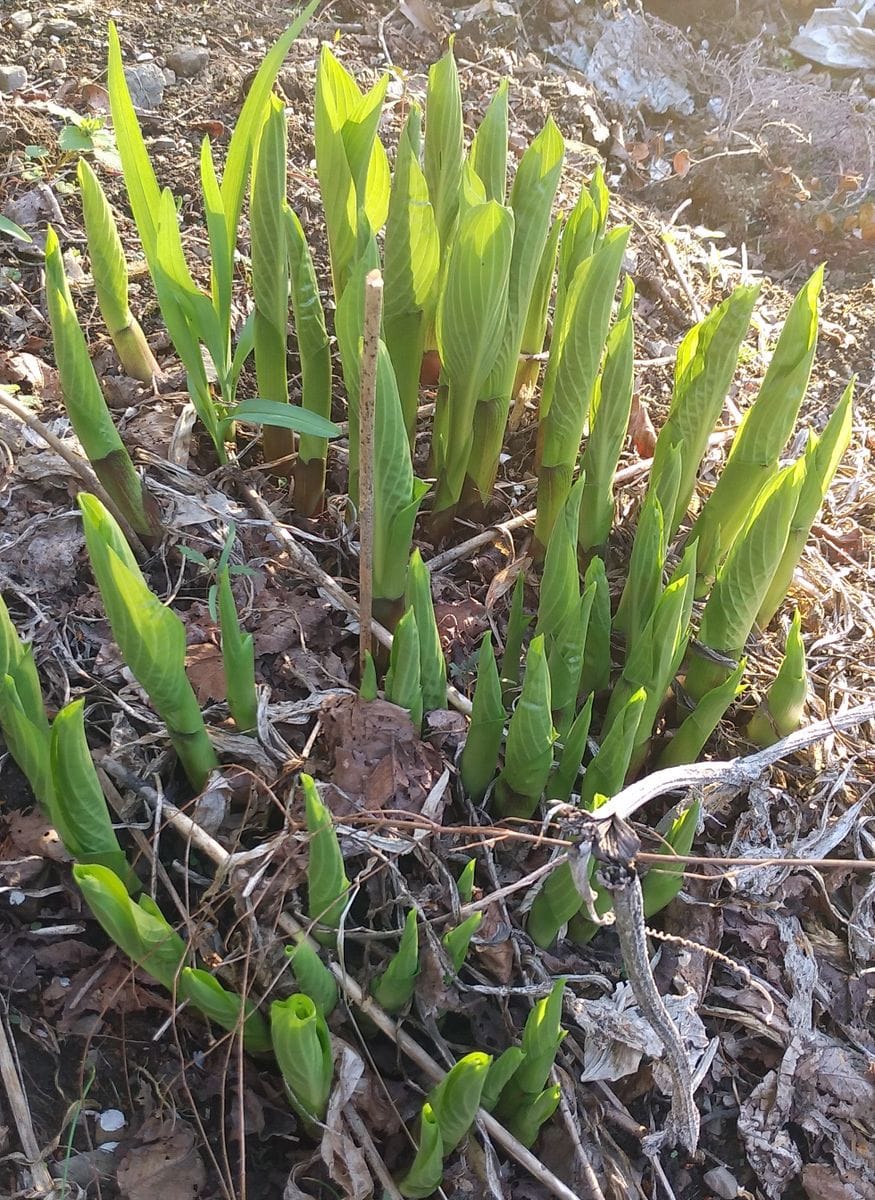 4月19日、庭のウルイも芽🌱を出して、角みたい🎵 山菜もハーブに混ぜてしまいます😁