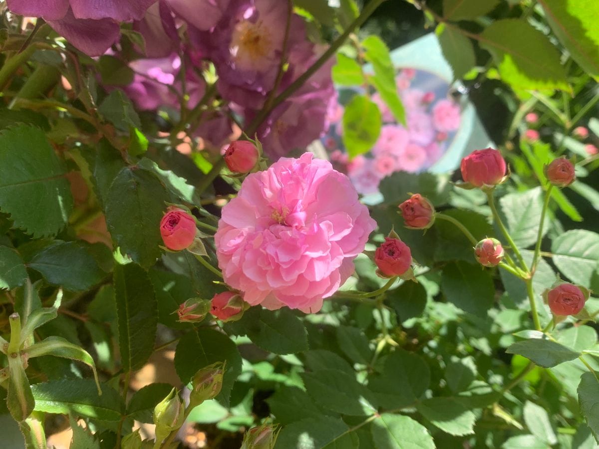 プチポワン  大野町の河本バラ園さんでいただいた大苗 つるバラの前にポンポン咲きで