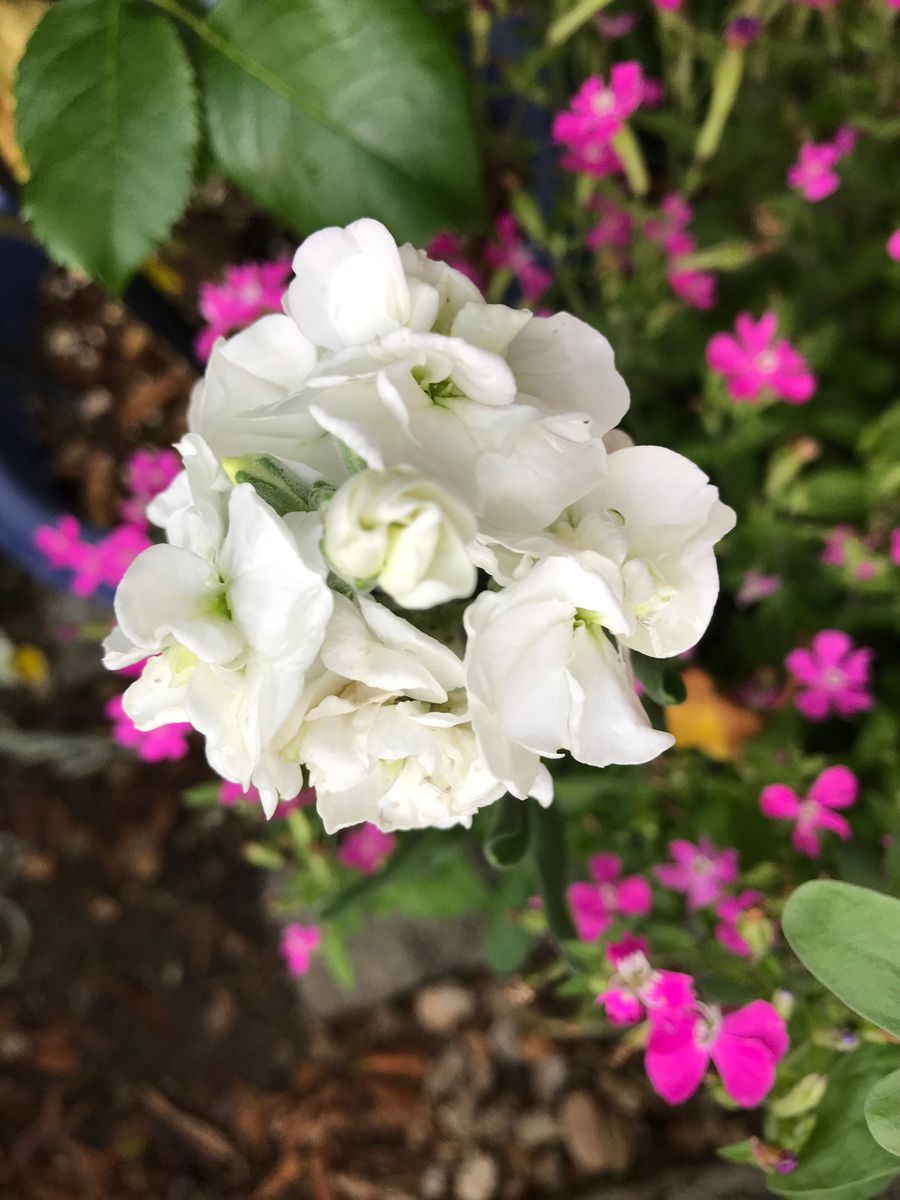 右と同じ白いストック 同じ種を差し上げた花友さんも こんな白いストックが咲いていま