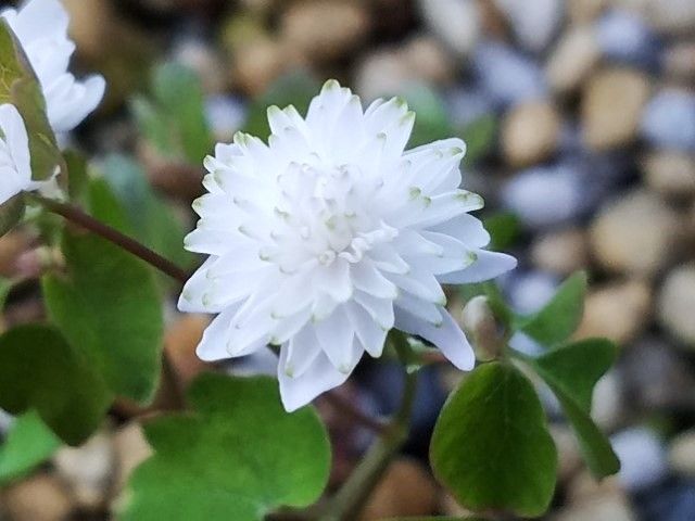 八重咲き白花バイカカラマツ