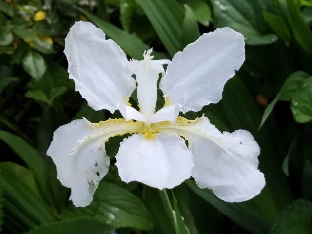 白花イチハツ