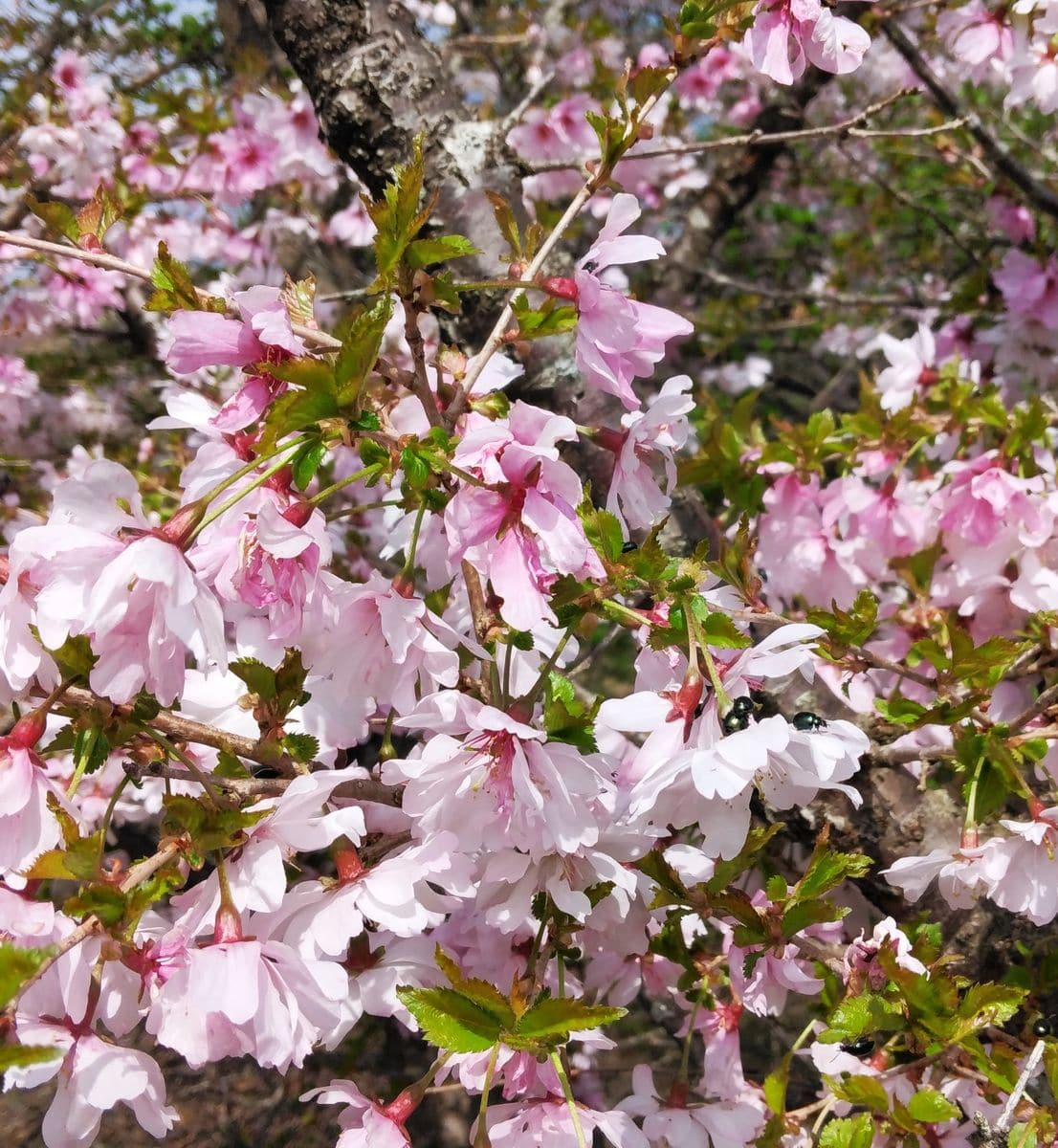 富士桜、半八重咲 初めての八重咲です。古い株が２個あり、苔が生えています サルオガ