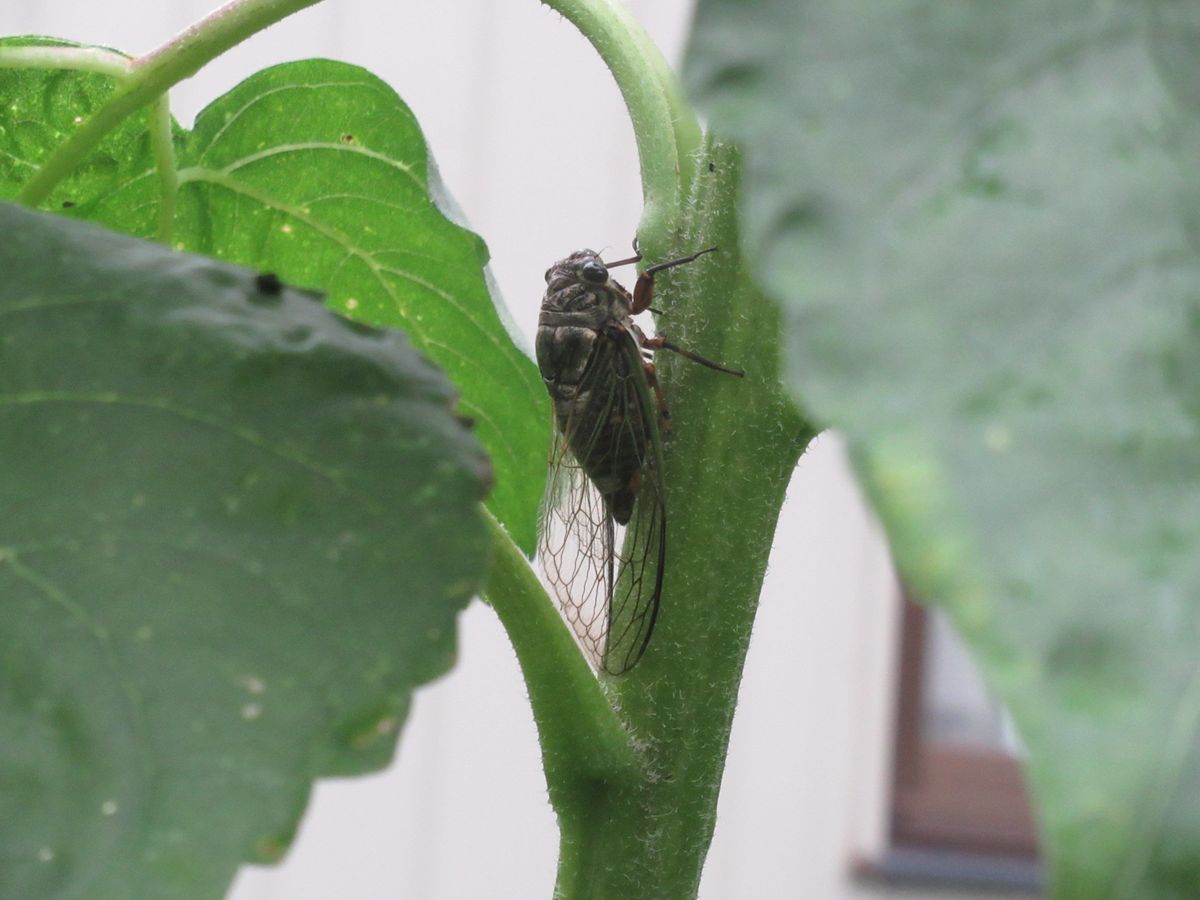 ヒマワリプロジェクトのヒマワリは 茎が太くてクマゼミさんたちに人気があります。 今