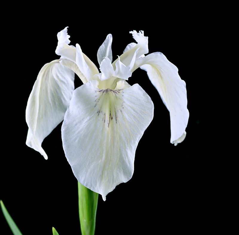 シロバナキショウブ Iris pseudacorus L. forma albescens Neuman, 1901 This name is