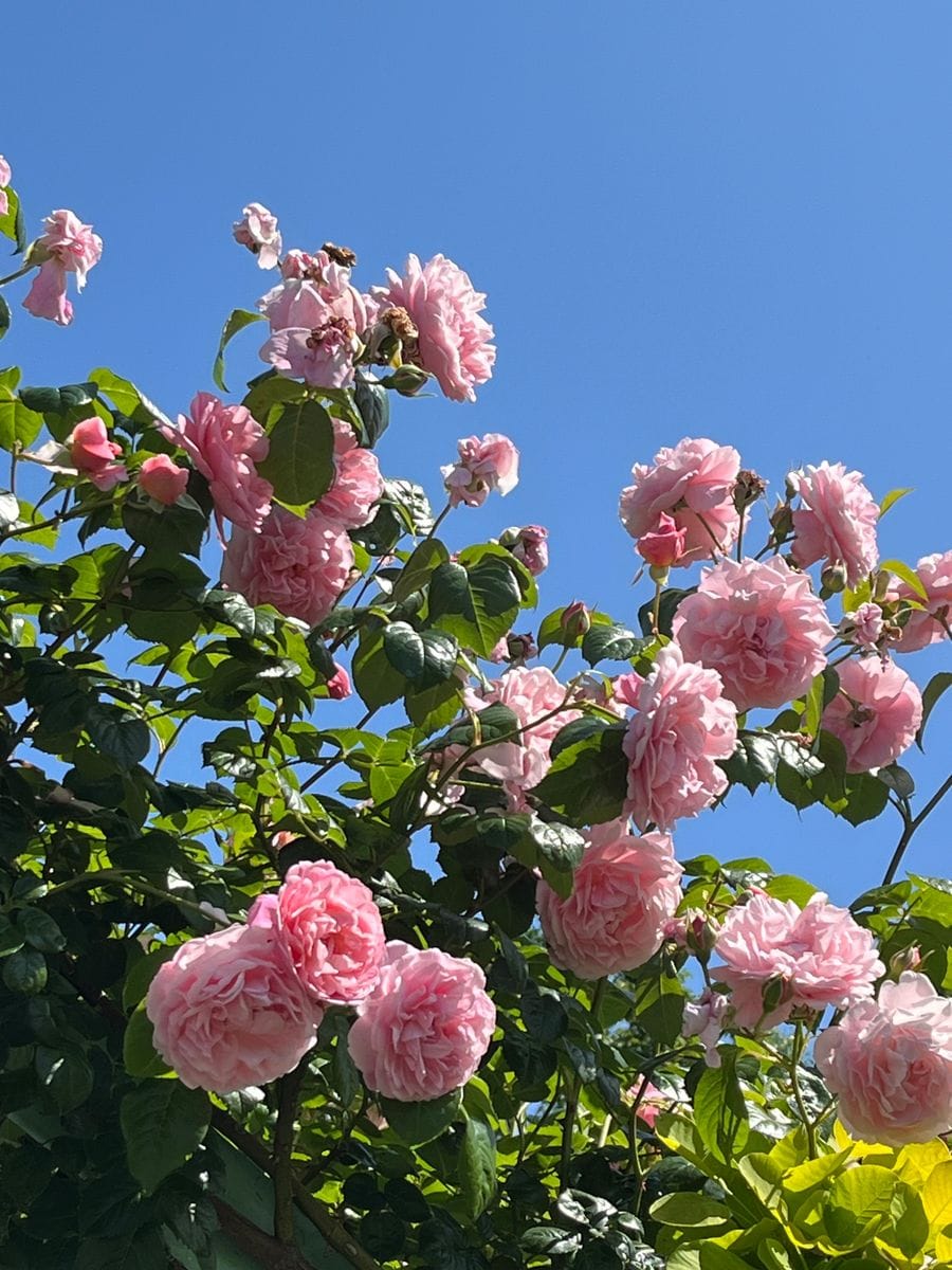 青空に伸びるピンクのバラ