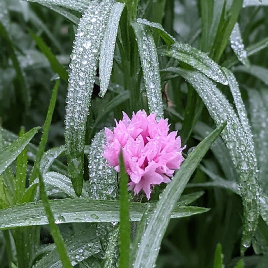 種から育てた矢車草（ピンク） ＊2024.04下旬 雨がりの庭にて