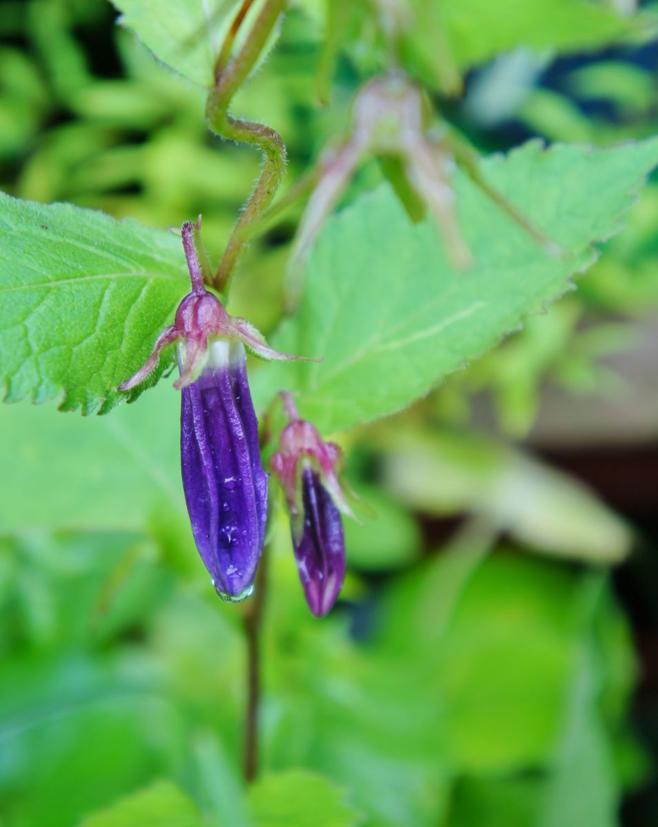 2019/6/24 青花ホタルブクロの二番花