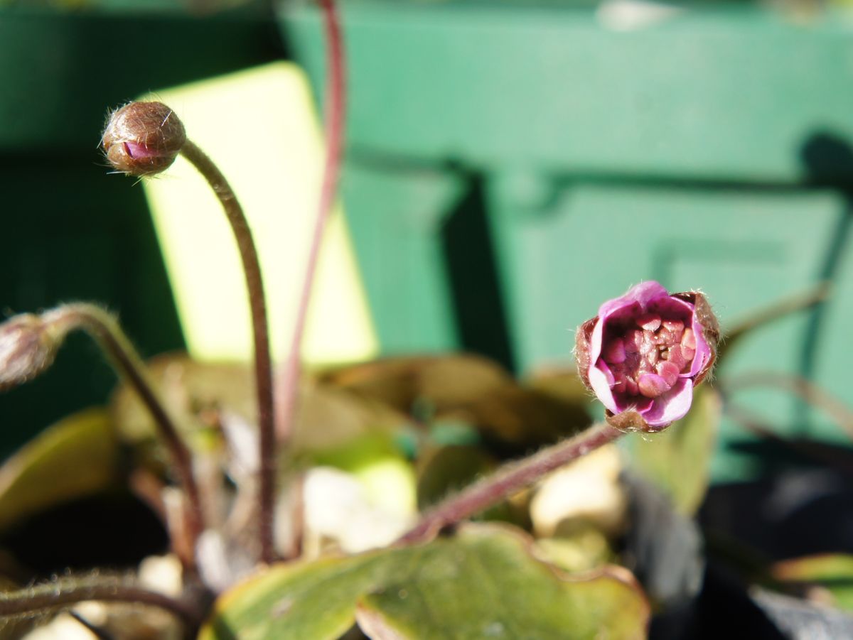 2018.1/26 雪割草開花し始め～