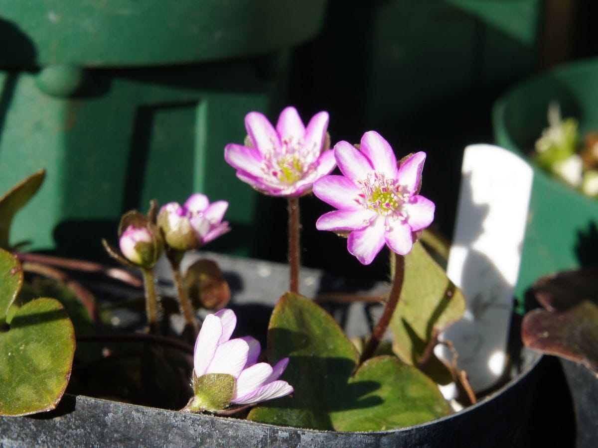 2018.1/26 雪割草開花中