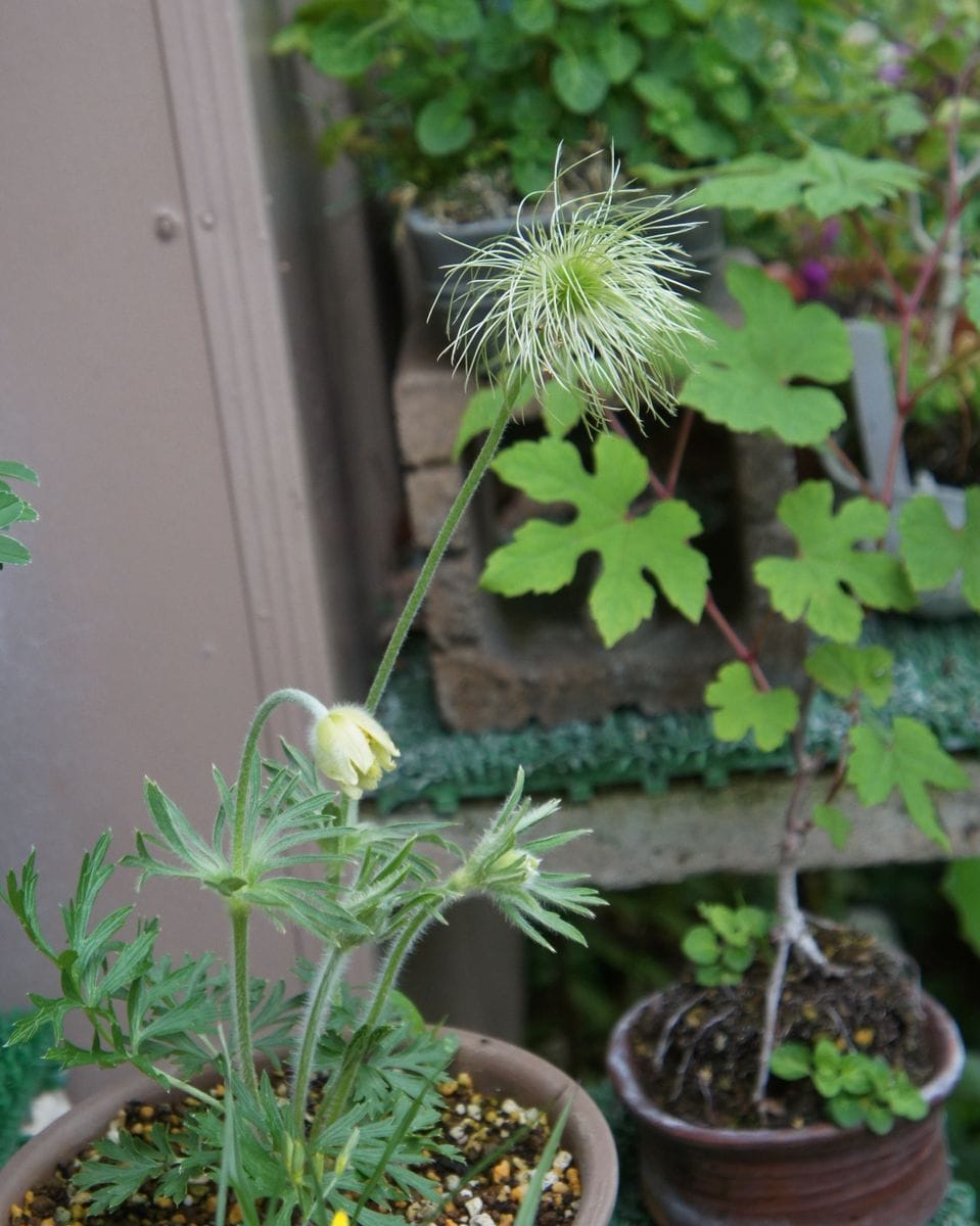 2019/5/7 キバナオキナ草の花と種