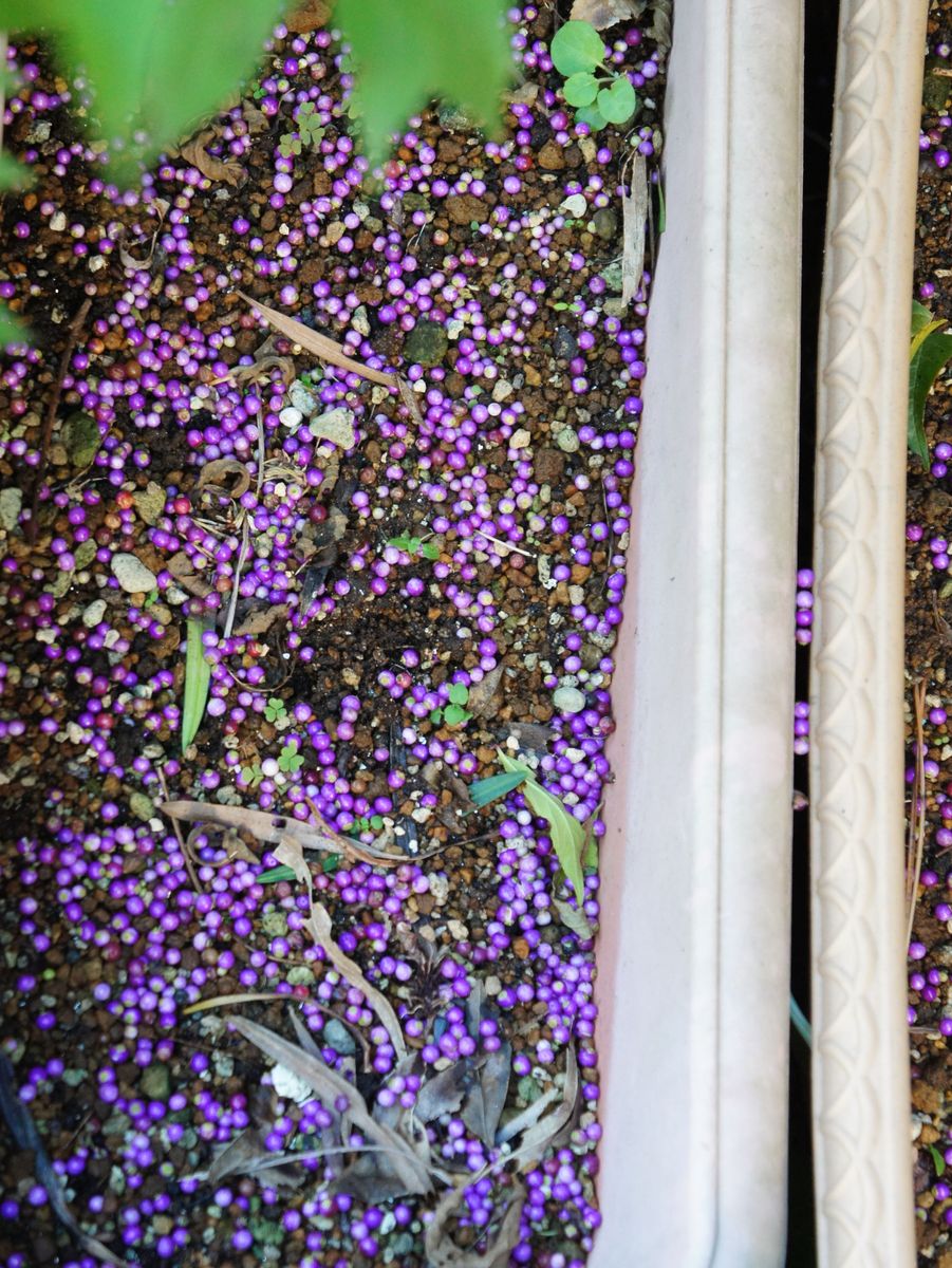 ムラサキシキブの写真 by よっこら 10/23  台風の風で落ちた小紫式部の実