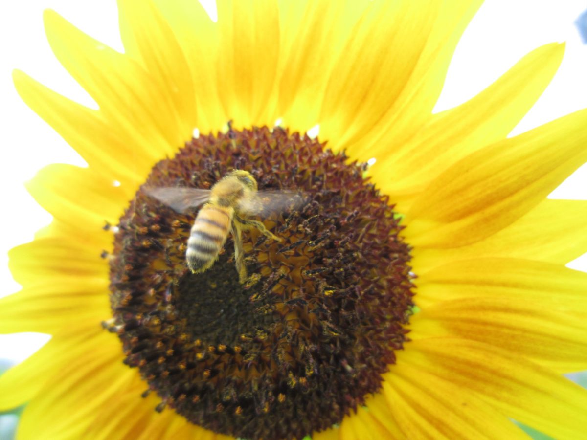 ひまわりとミツバチ「ひまわり」のアルバム-みんなの趣味の園芸125927