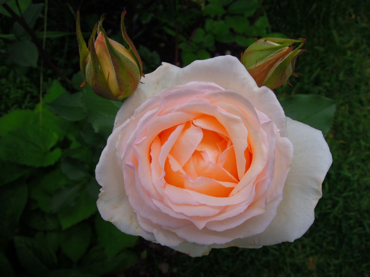 かおるの 薫乃 名前 軽井沢の薔薇 のアルバム みんなの趣味の園芸