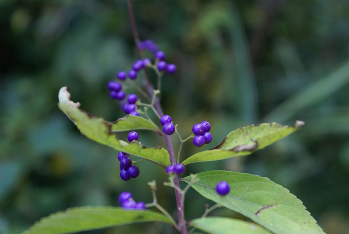 ムラサキシキブの写真 by ディスカス 紫式部（ムラサキシキブ）です。花よりも実がと