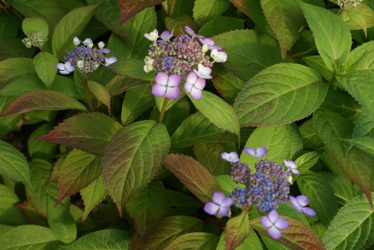 アジサイ（ハイドランジア）の写真 by ディスカス 黒姫アジサイです。植える場所で花