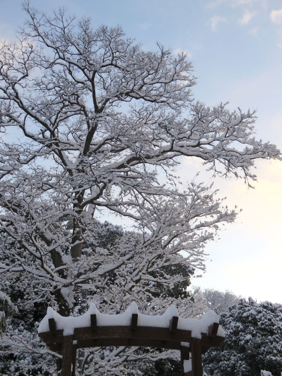 2018.1.26 裏庭、雪景色。 榎の木の枝に雪が積もって、とてもきれいな樹形に。