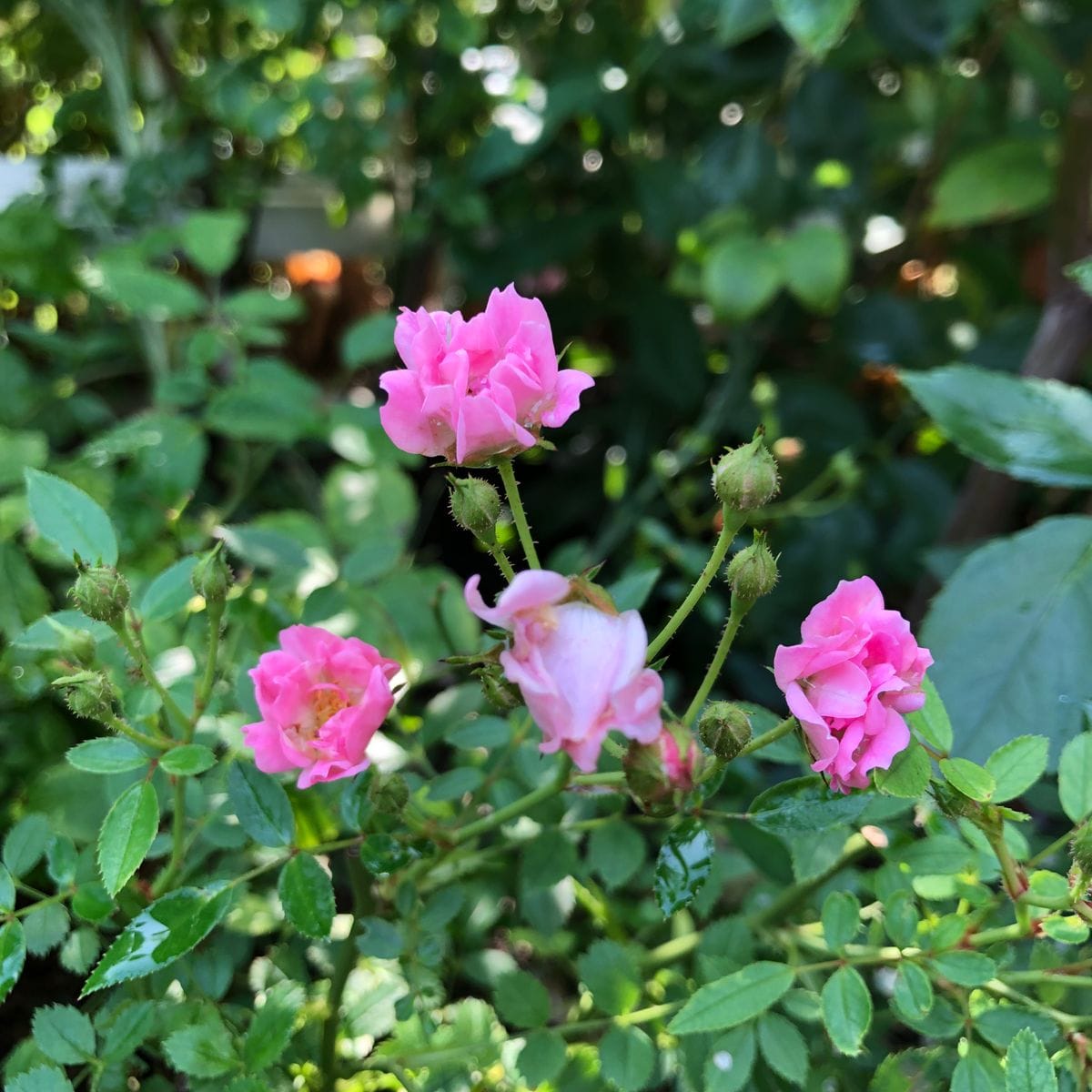 2番花の ほほえみ