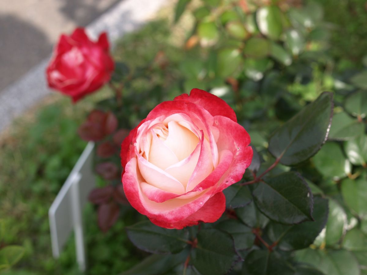 Ht ノスタルジー 晩秋のバラ園の薔薇はいかがでしょう のアルバム みんなの趣味の園芸