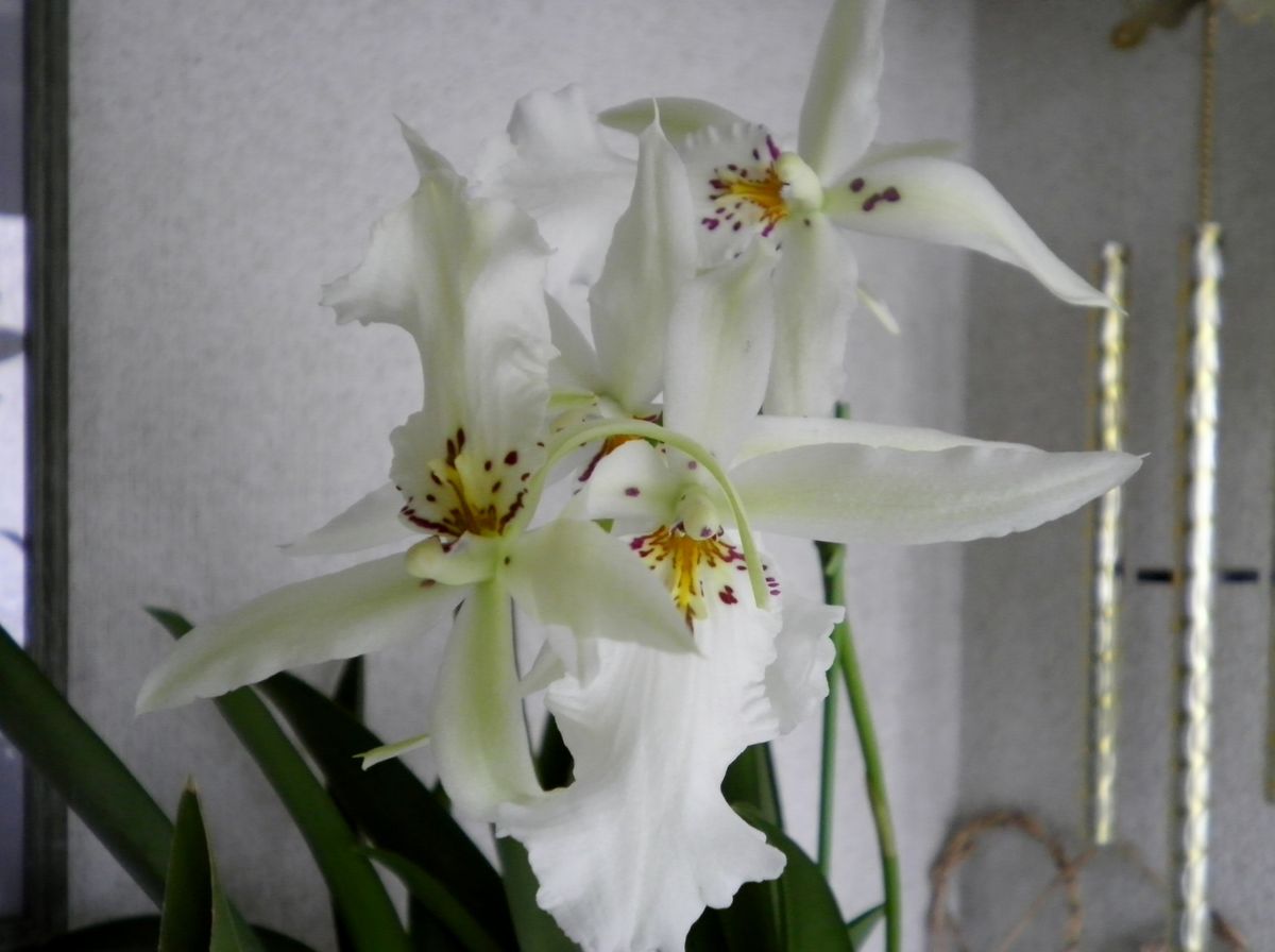 オドントグロッサムの写真 by たっくん オドントグロッサム（Odontoglossum）です。長