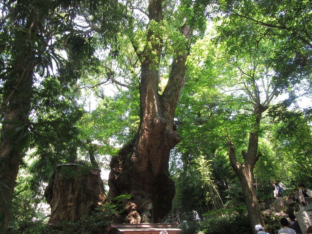 クスの木です