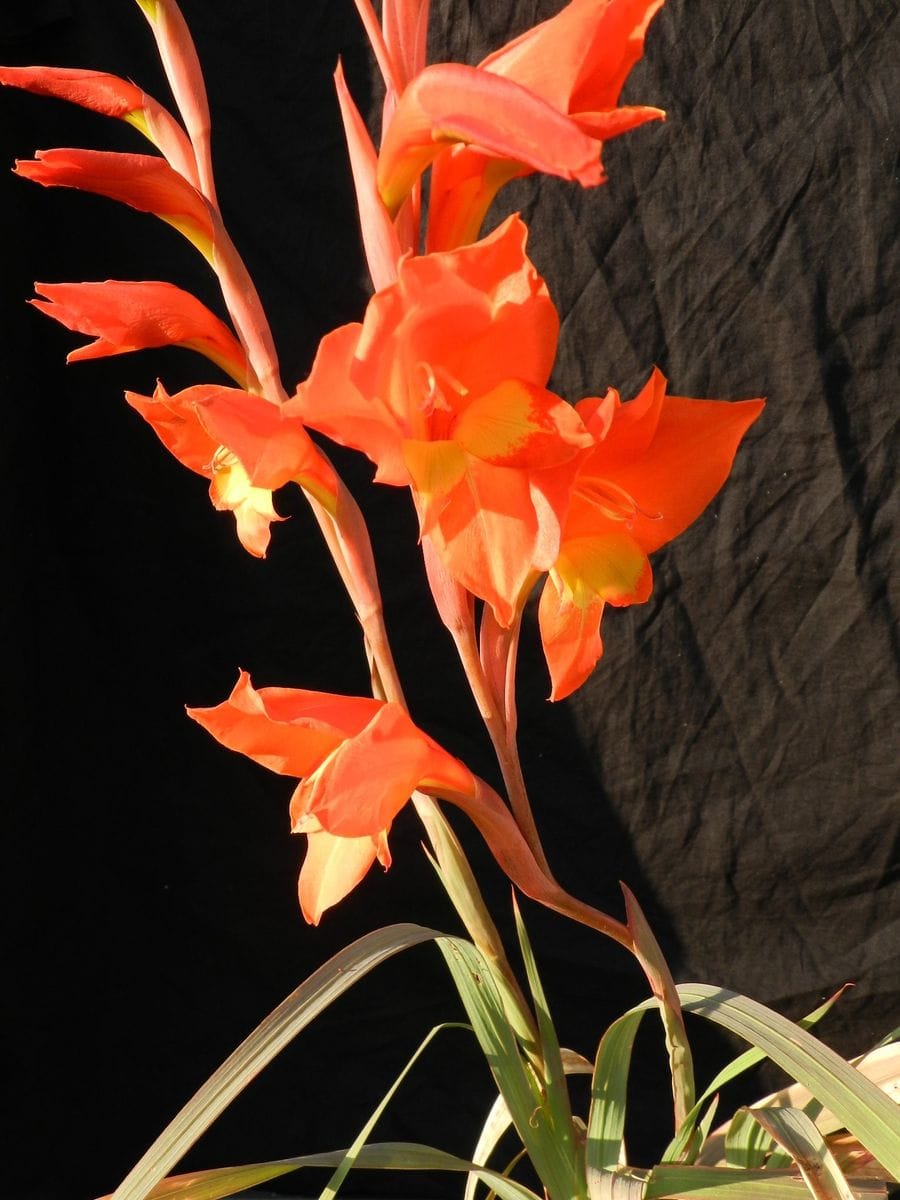 Gladiolus dalenii