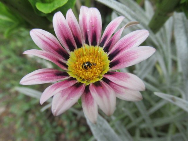シルバーリーフのガザニア ピンク色の花 のアルバム みんなの趣味の園芸