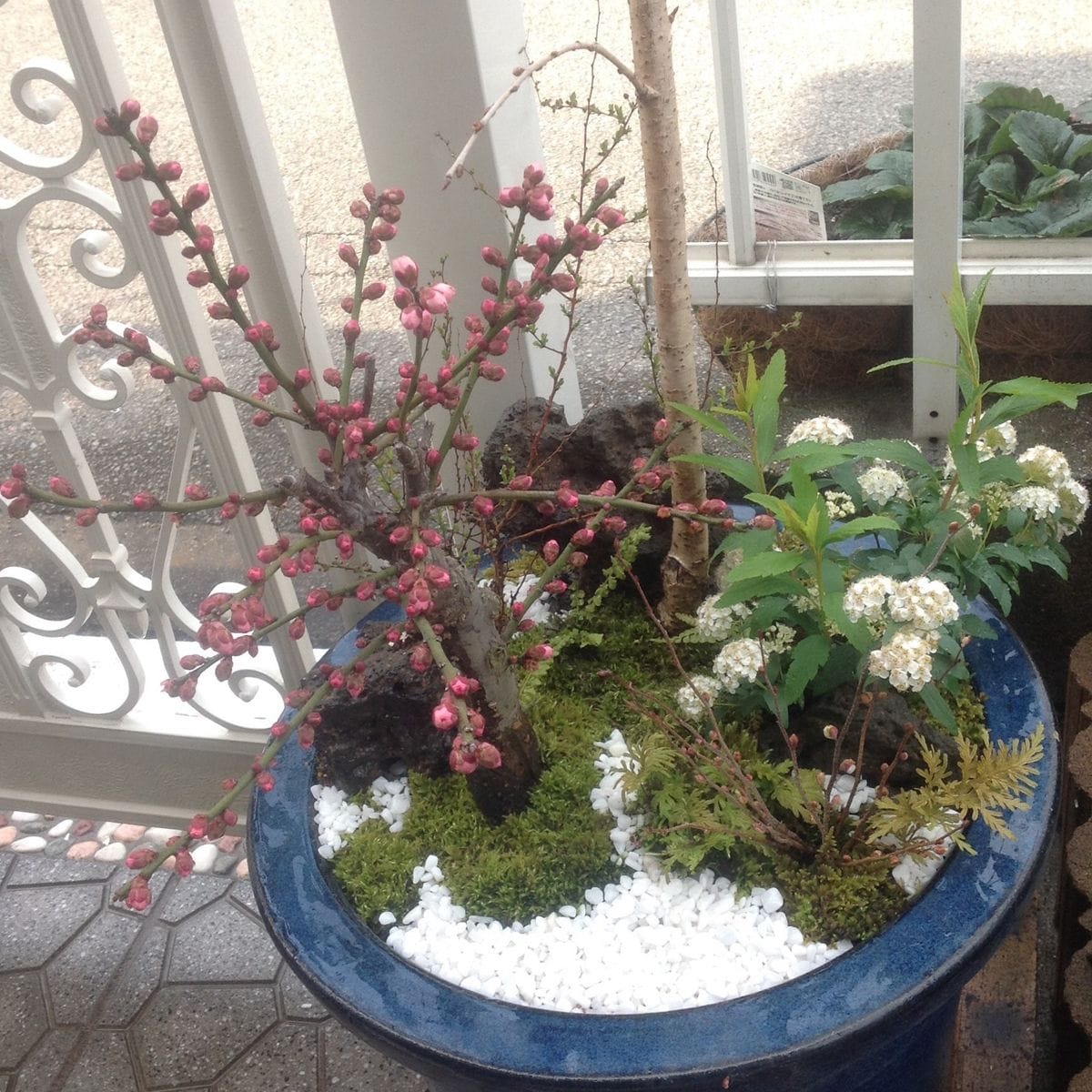 📷 2015.3.4  春の訪れ「なごり雪」…桜「仙台枝垂れ桜」の寄せ植え
