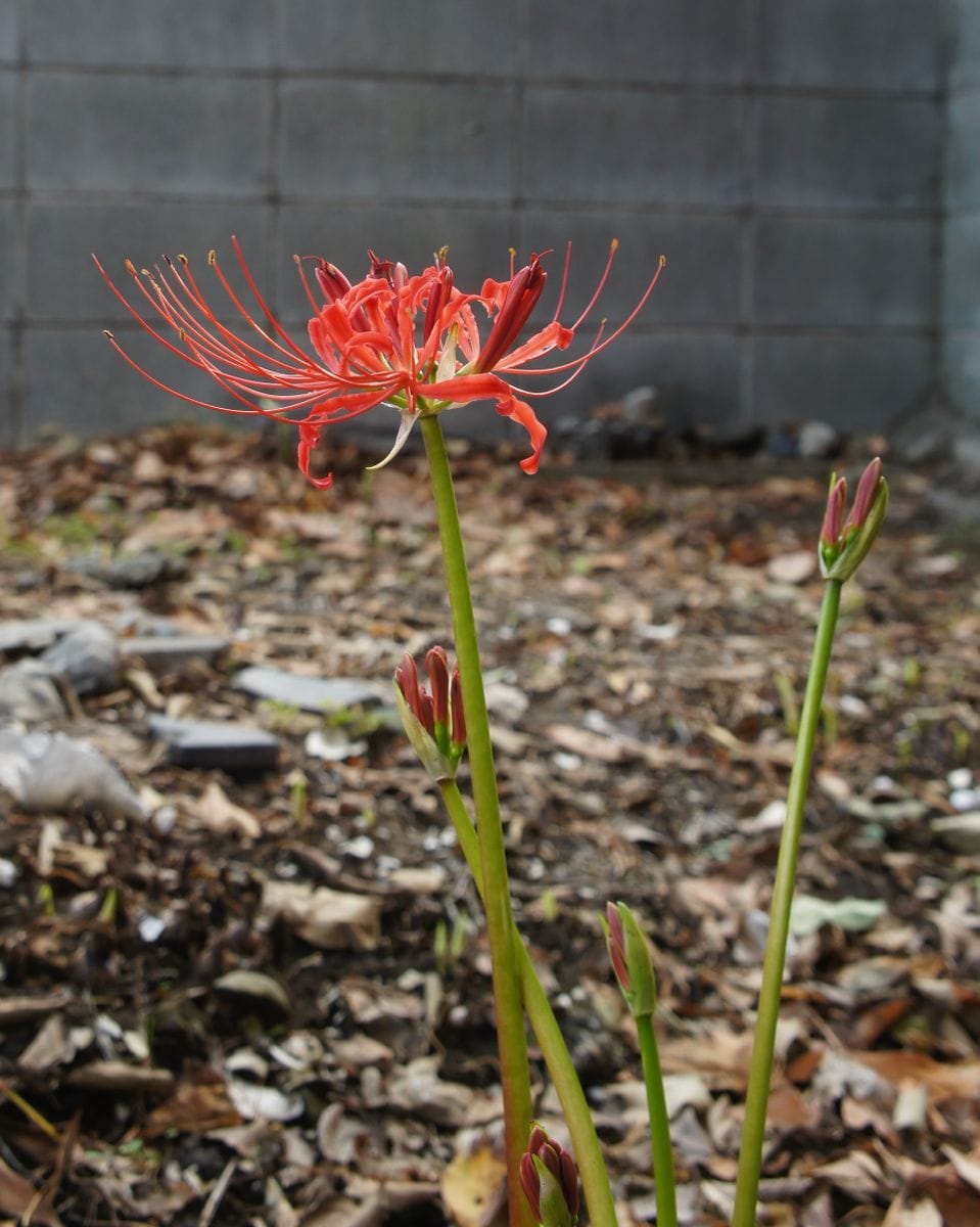 リコリス（ヒガンバナの仲間）の写真 by よっこら 2019/9/21 ヒガンバナ 神社の花も今