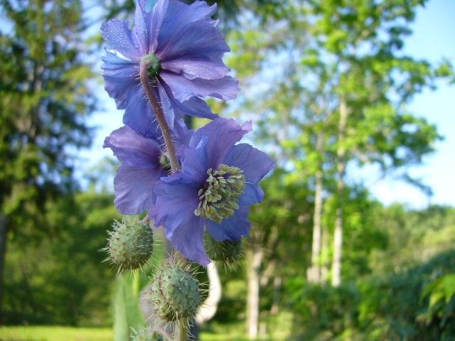 少し遅れてホリデュラも開花しました。 ６月２７日