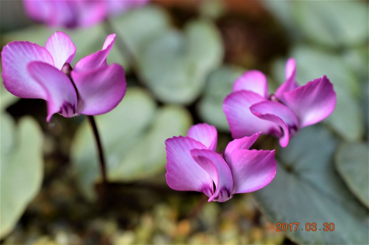 コウムの花。 ピコティできれいです。