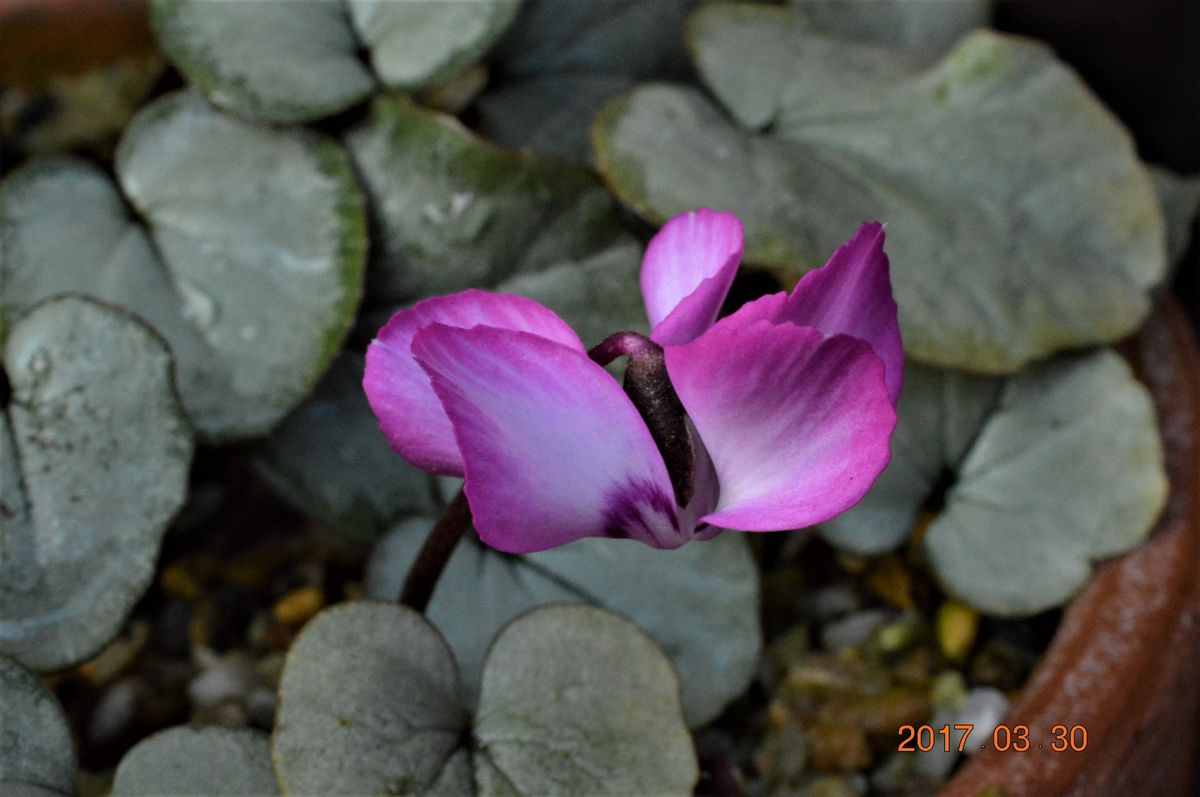 きれいに咲いたコウムです。 現在の花はピコティでシボリもかかった花で目立ってます