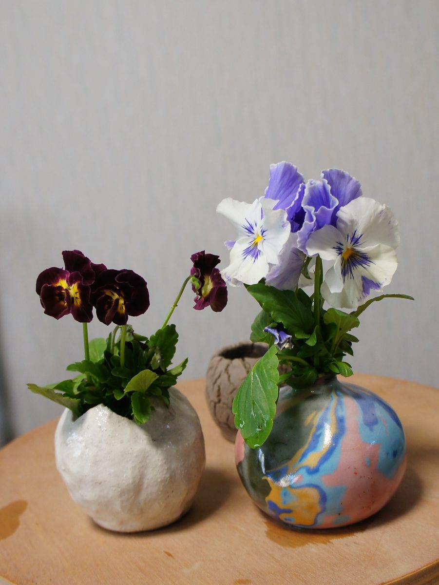 11/23 ミルフィル・ワインレッドフリルとパンジー・ブルーオーシャン 鉢に植え咲いて