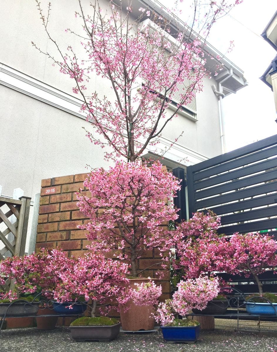 2019年のさくら🌸開花の様子です。 門扉の横の地植えのさくらが今年は🌸たくさん咲いた