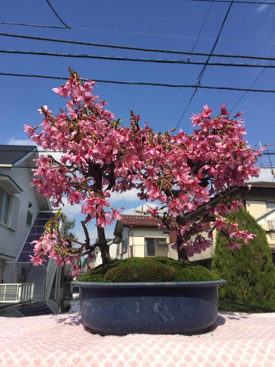 2019年のさくらの開花の様子です。