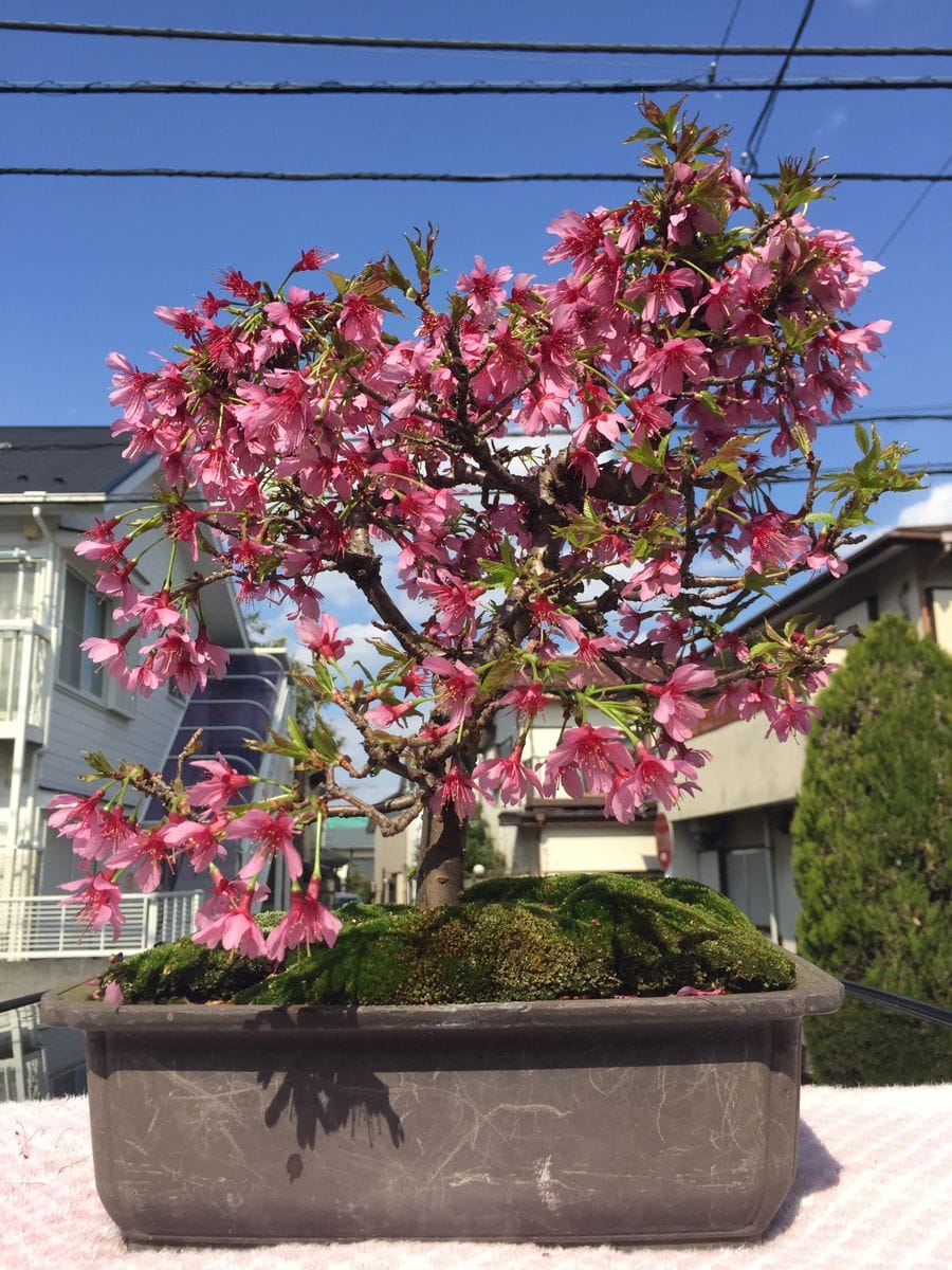 2019年のさくらの開花の様子です。