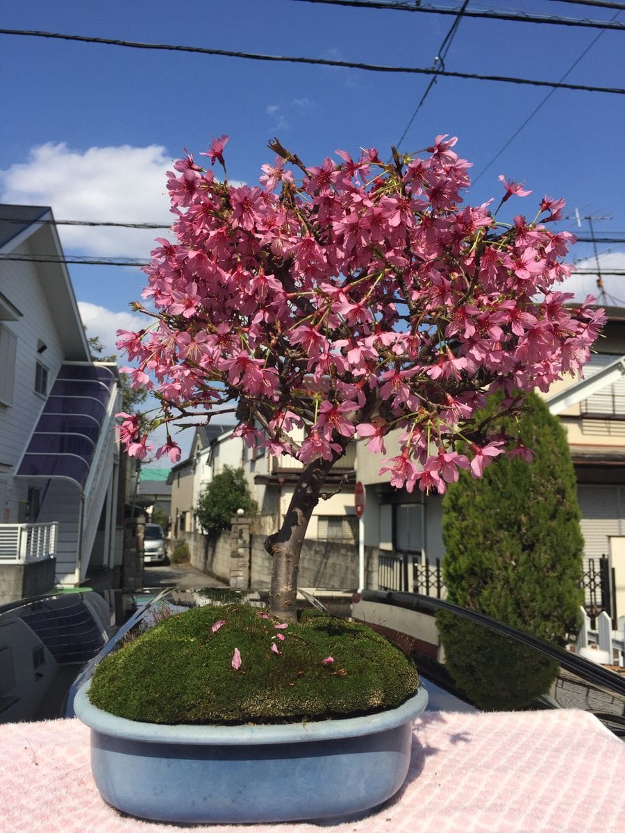 2019年のさくら🌸開花の様子です