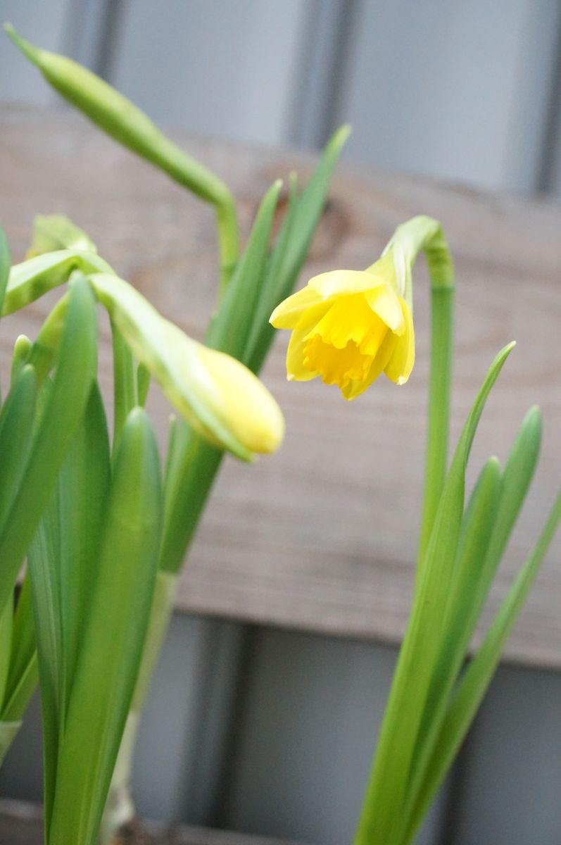 スイセンが間もなく開花です。