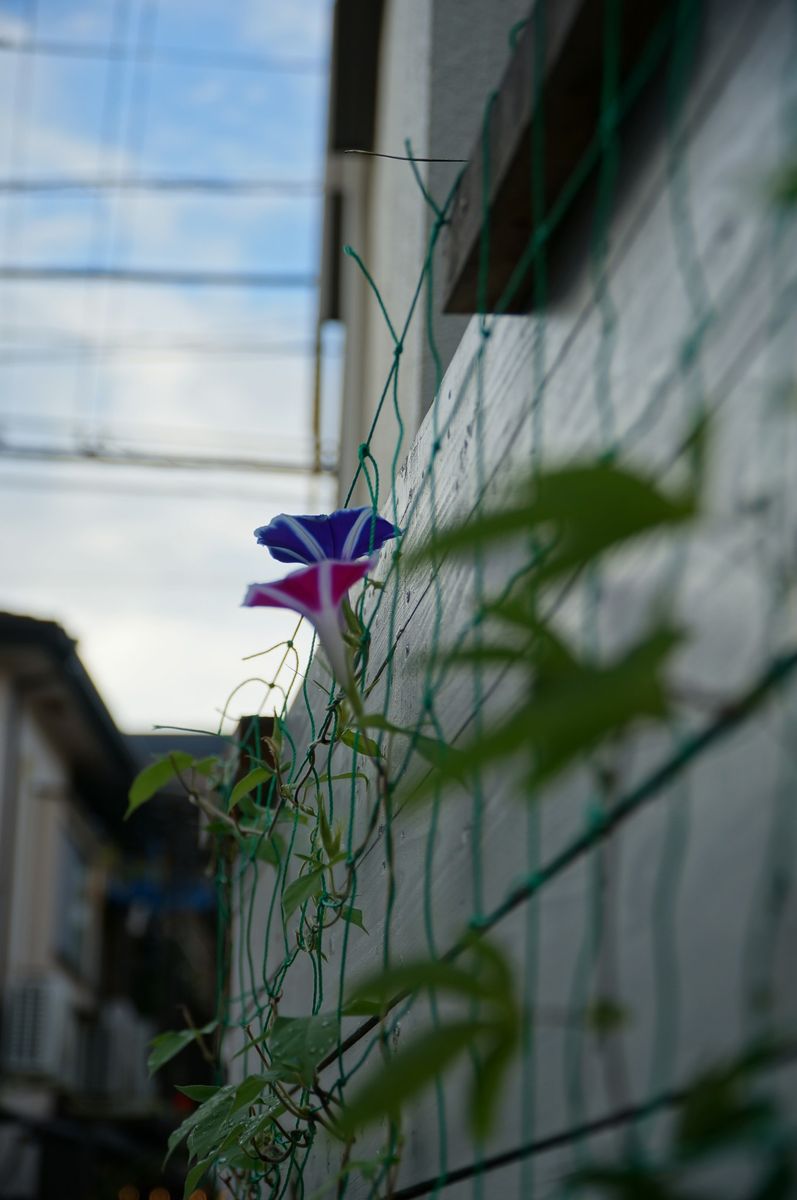 朝顔開花