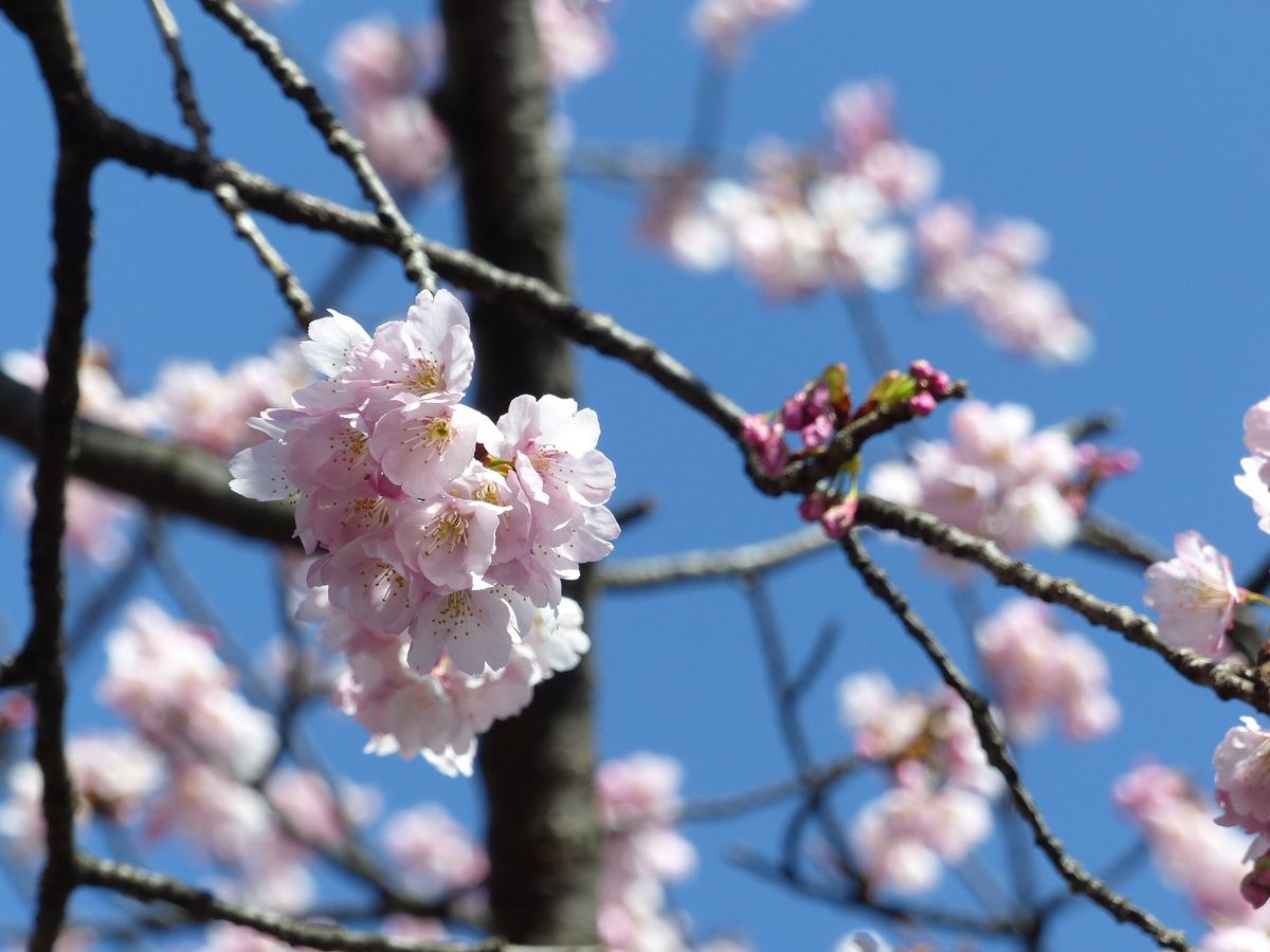 国会前庭公園の桜