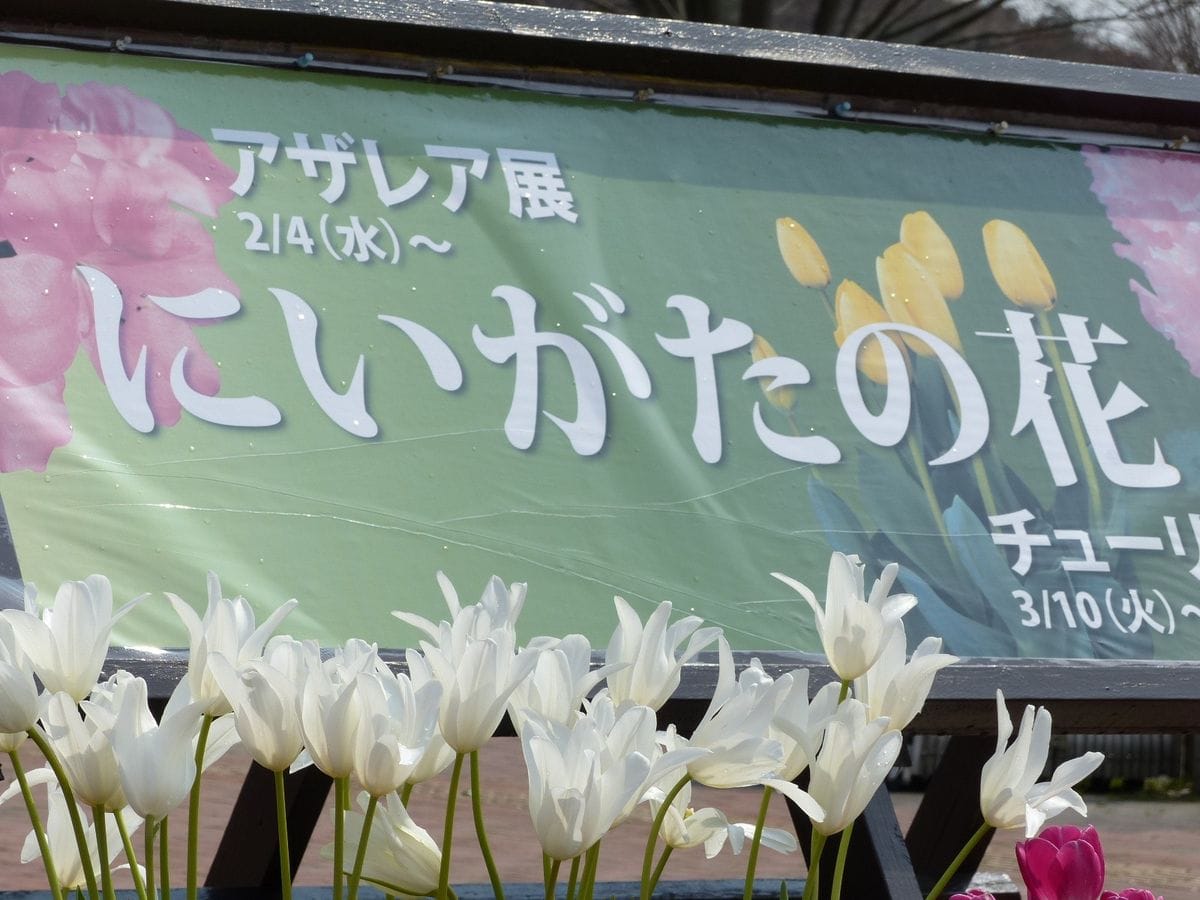 新潟県立植物園でチューリップ展を開催中。