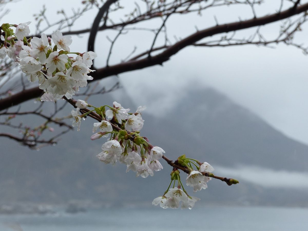 佐渡外海府に咲く桜