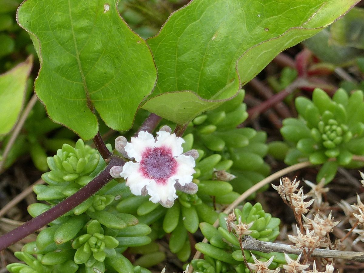 四季の風景写真「なつ」 ★新潟市内の海岸で撮りました。 photo@ma #flowers #nature #